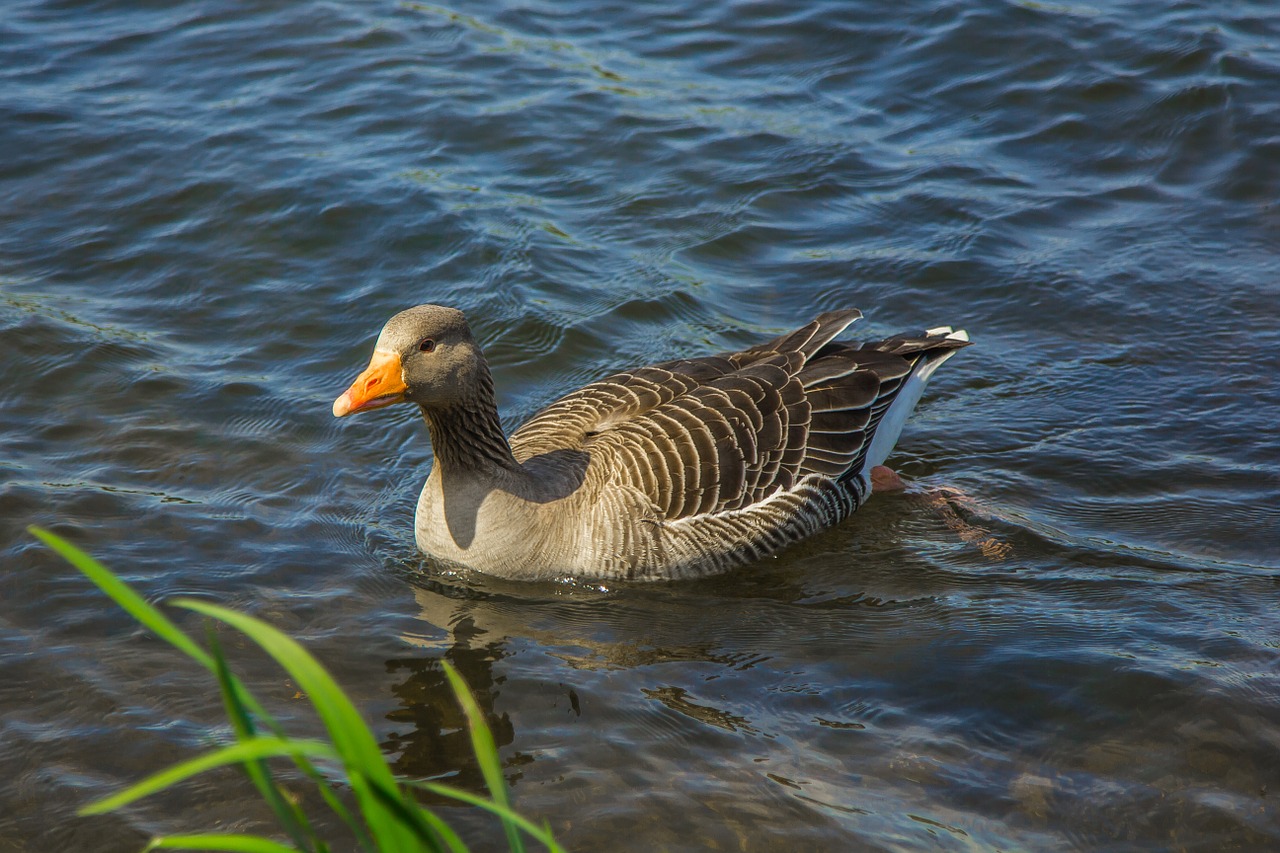 goose water spring free photo