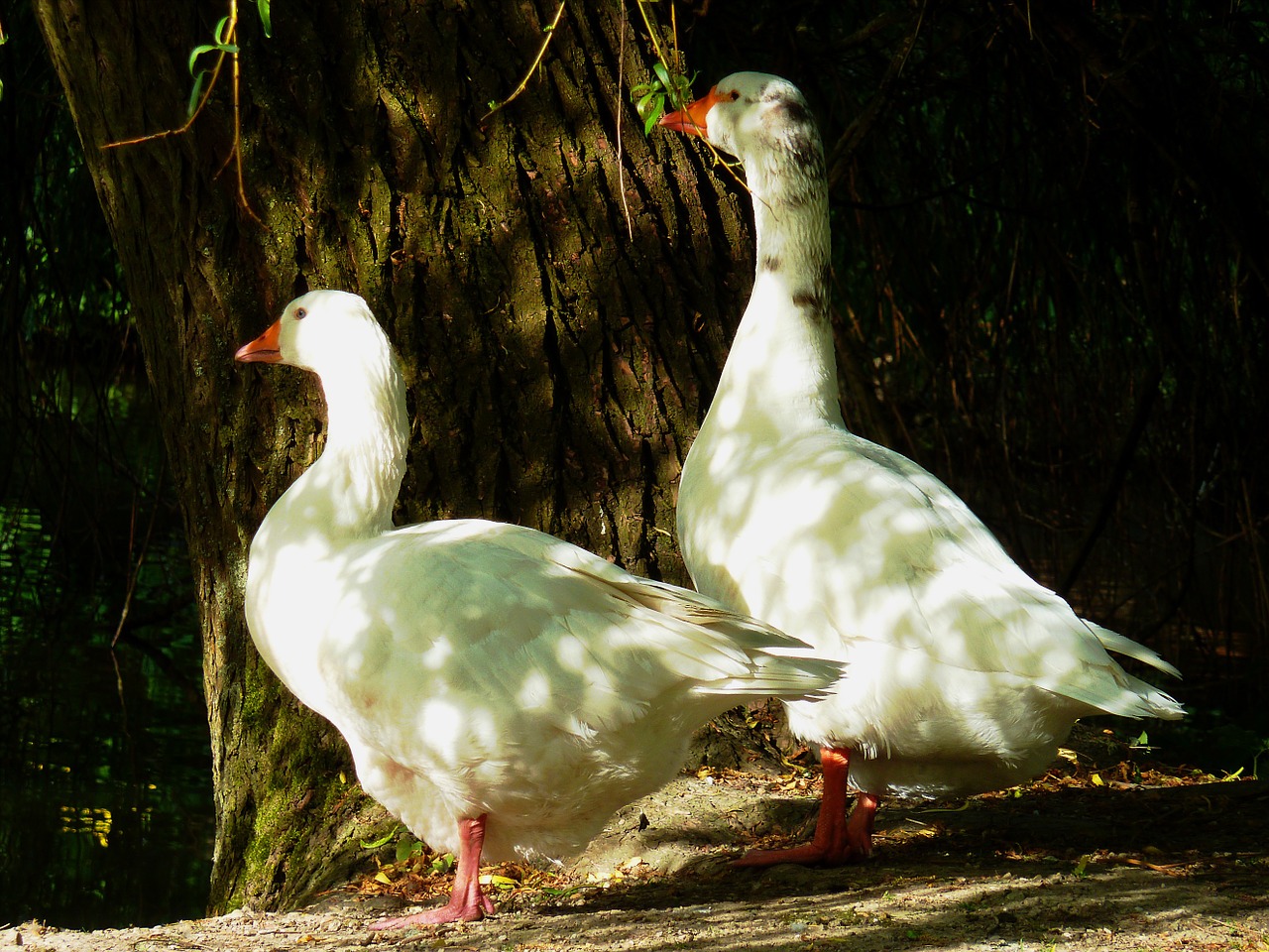 goose duck bird goose family free photo