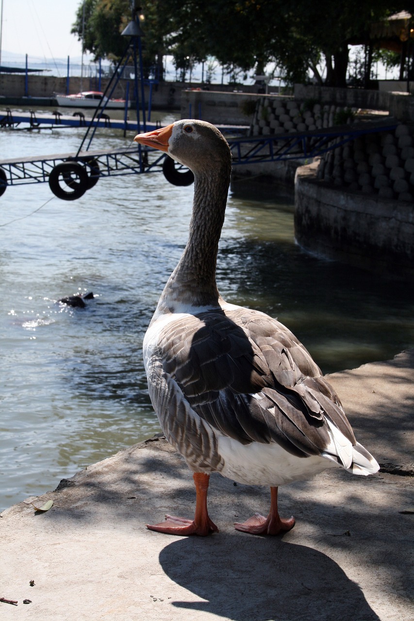 goose bird geese free photo