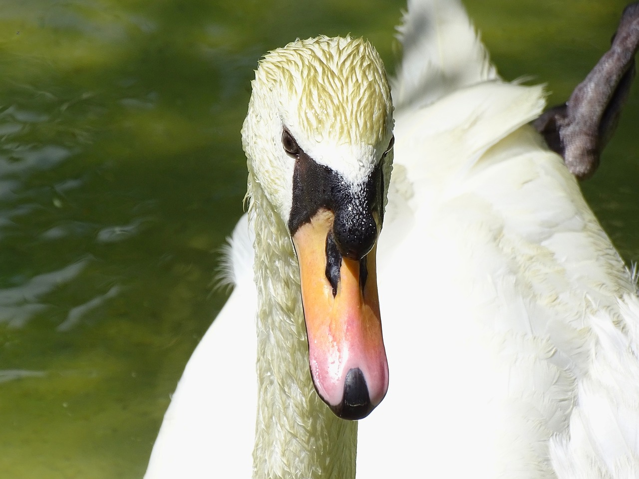 goose animal river free photo