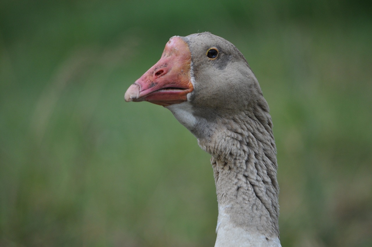 goose farm animal free photo