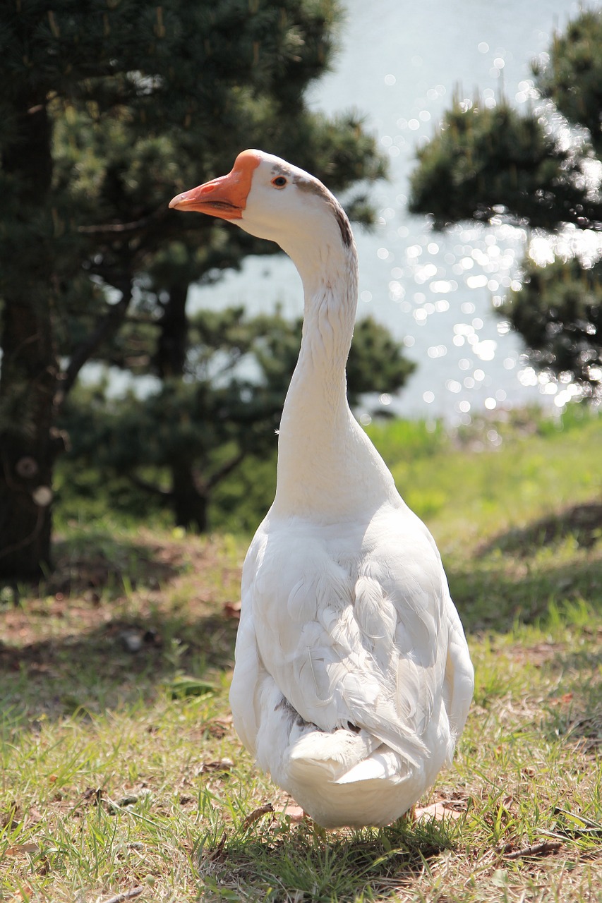 goose free revisiting the free photo