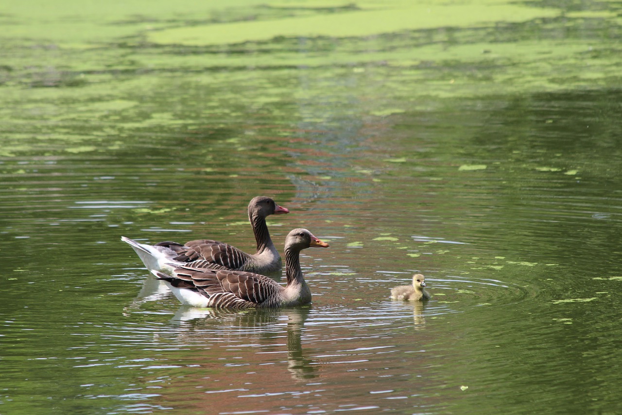 goose greylag goose anser anser free photo