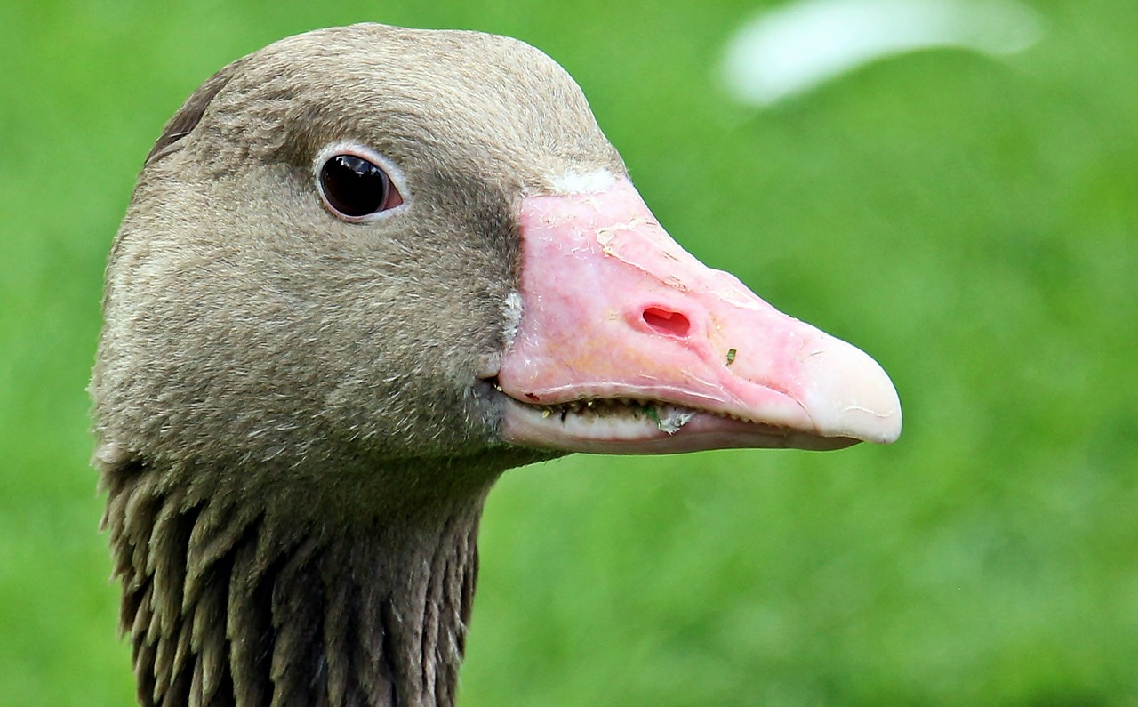 goose goose-head bird free photo