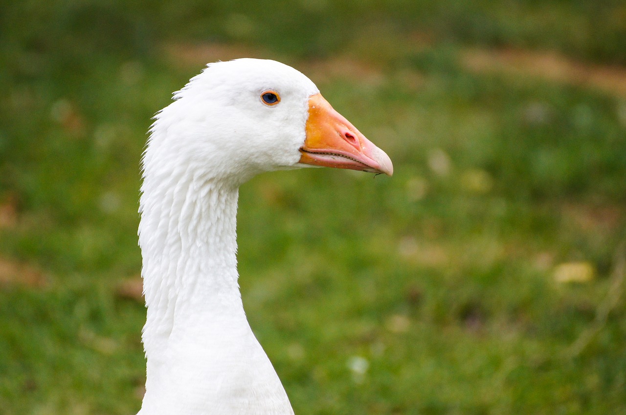 goose nature animal free photo