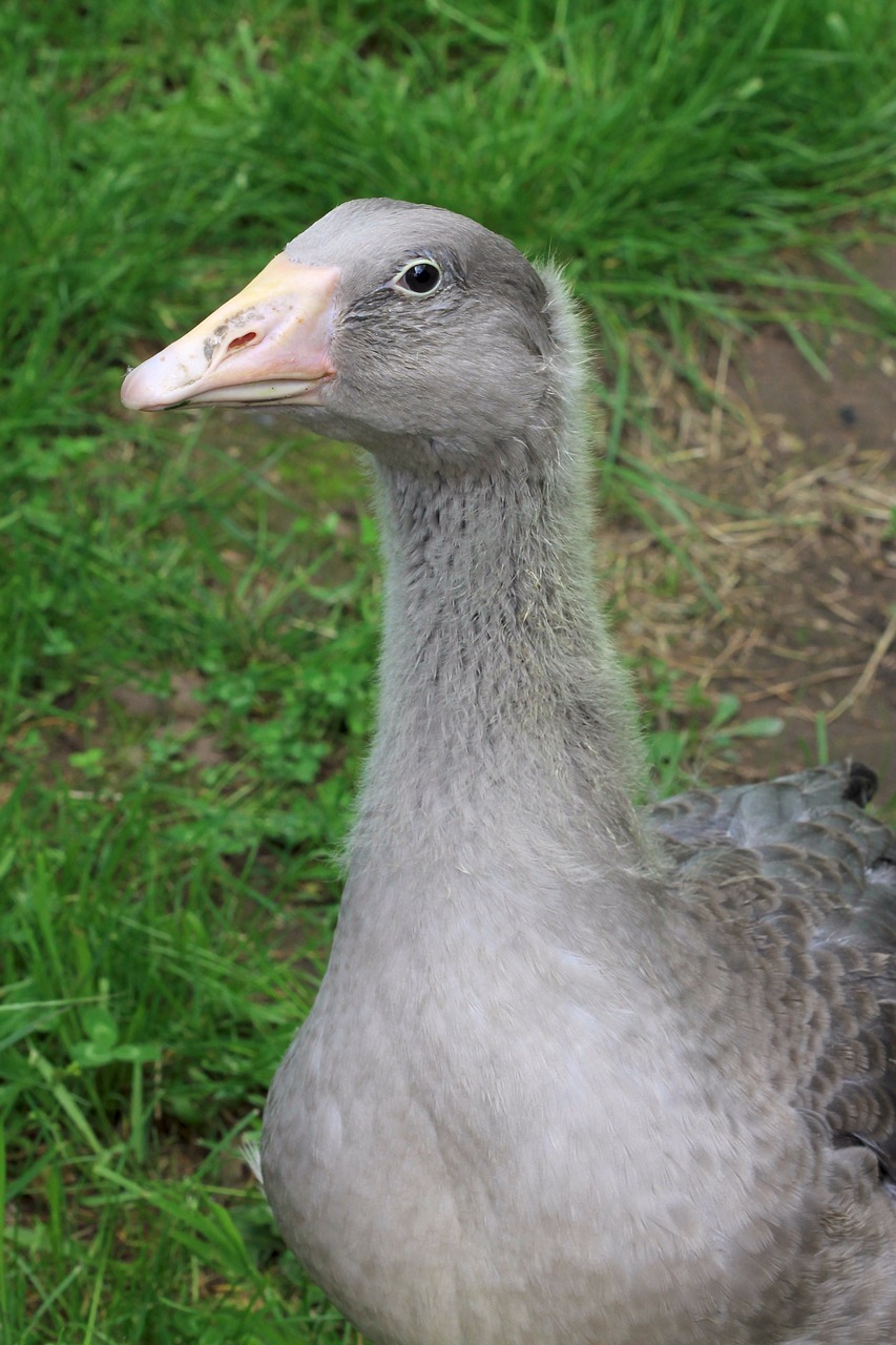 goose nature animals free photo