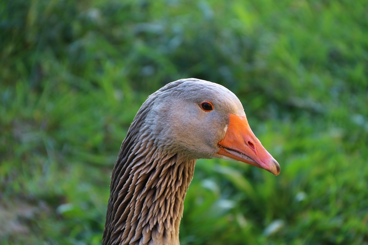 goose toulouse goose country life free photo