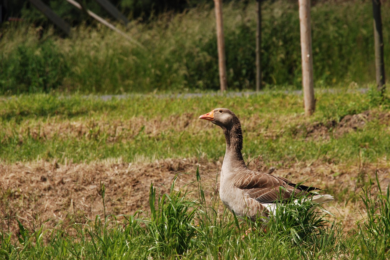 goose bird pasture free photo