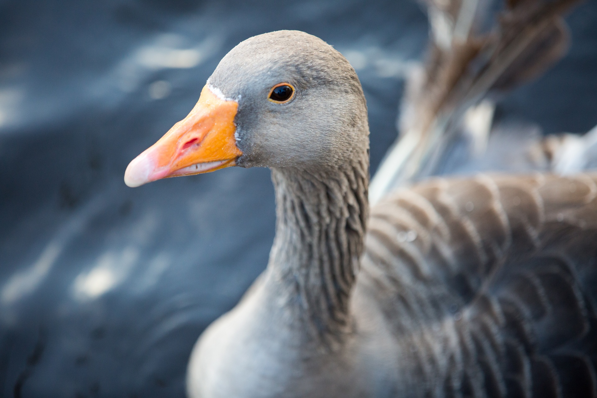 goose animal gray free photo
