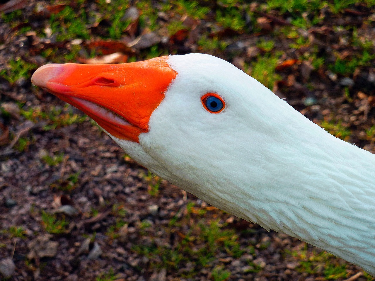 goose geese plumage free photo