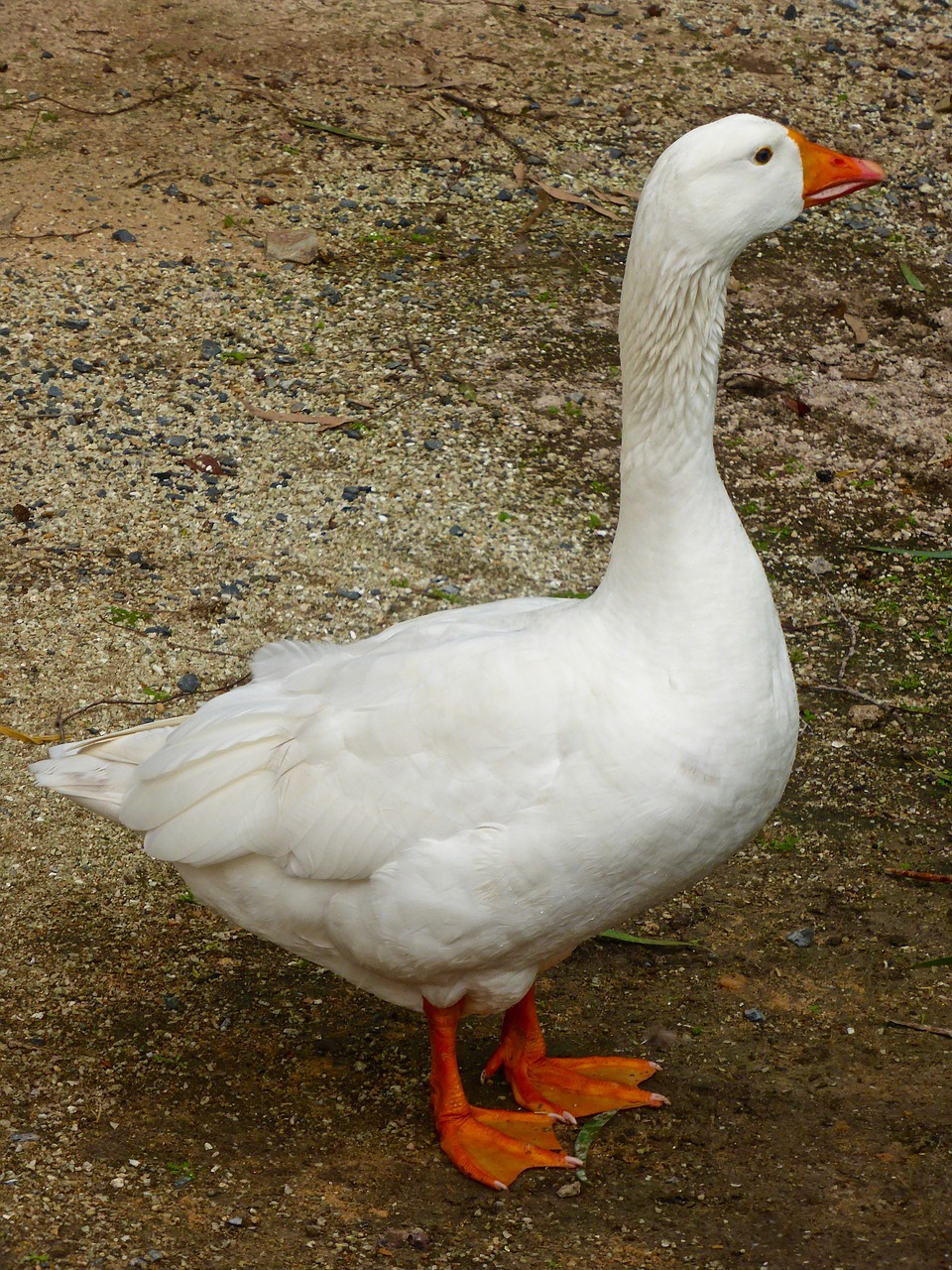 goose white domestic free photo