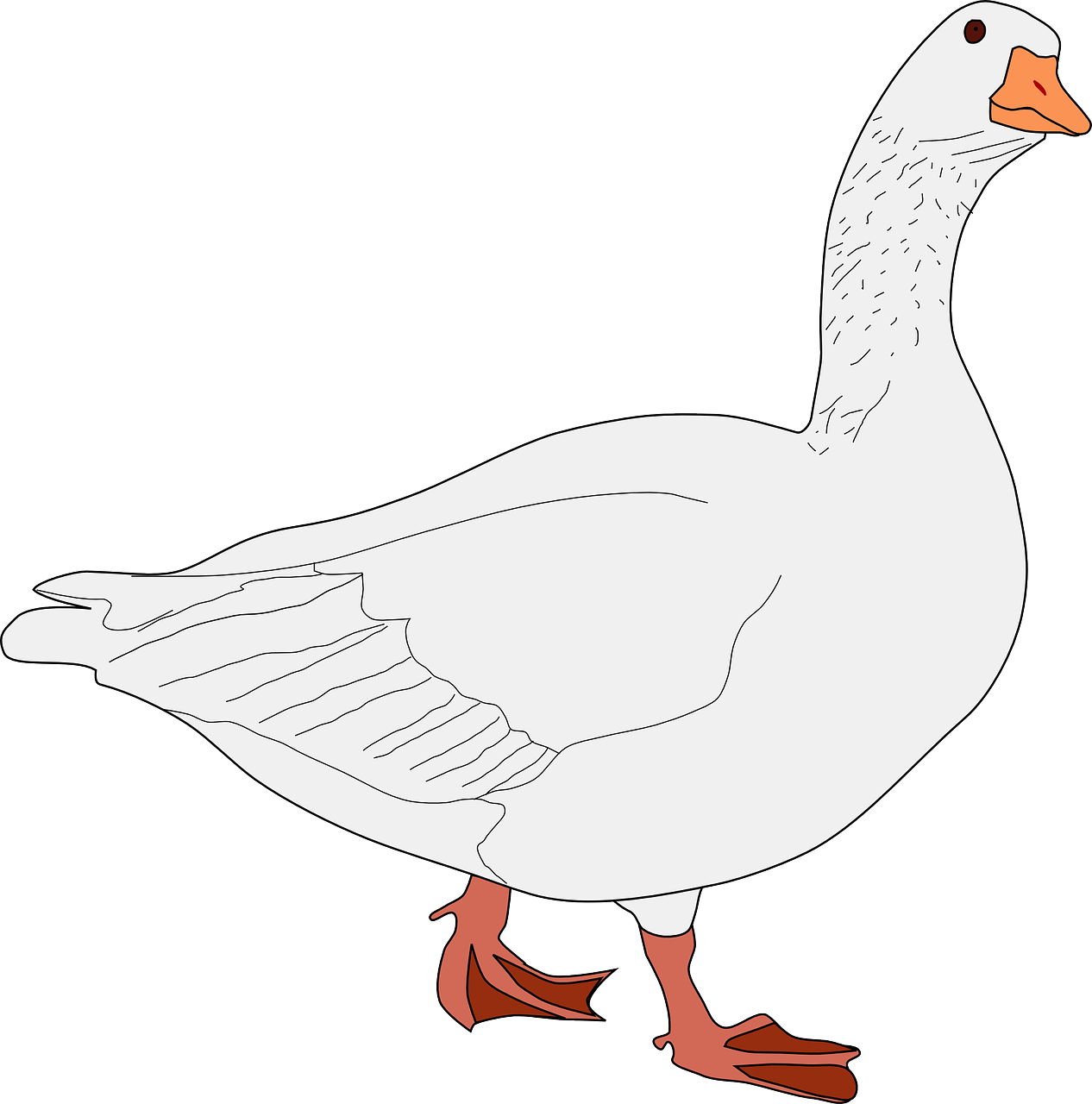 goose bird animal free photo