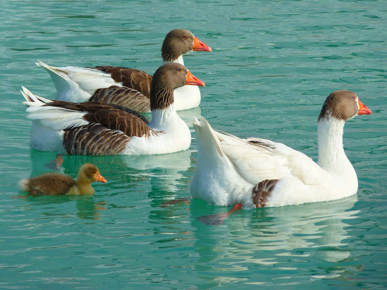 goose geese animals free photo