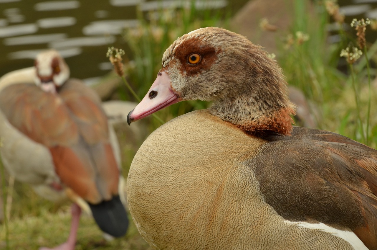 goose nile goose bird free photo