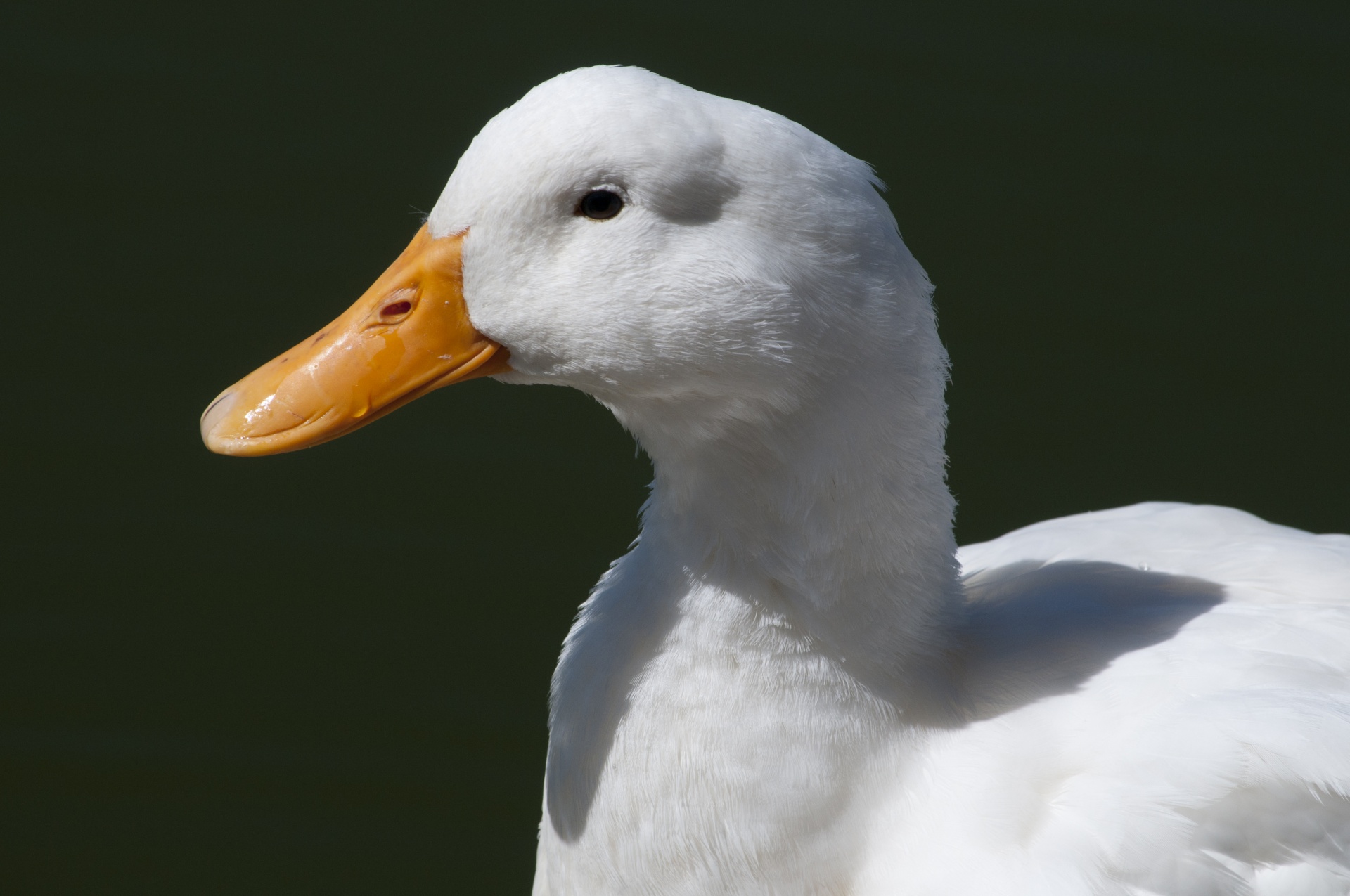 goose geese bird free photo