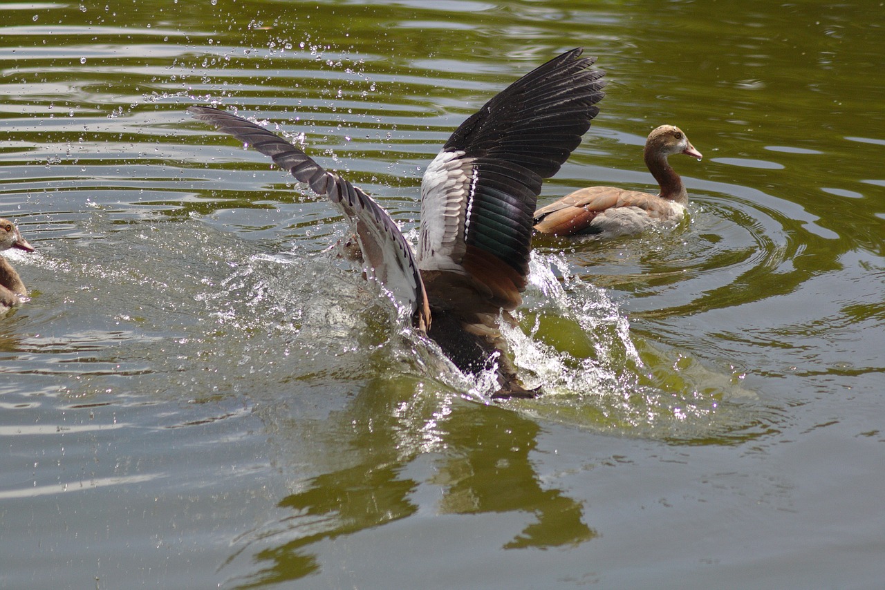 goose wing land free photo