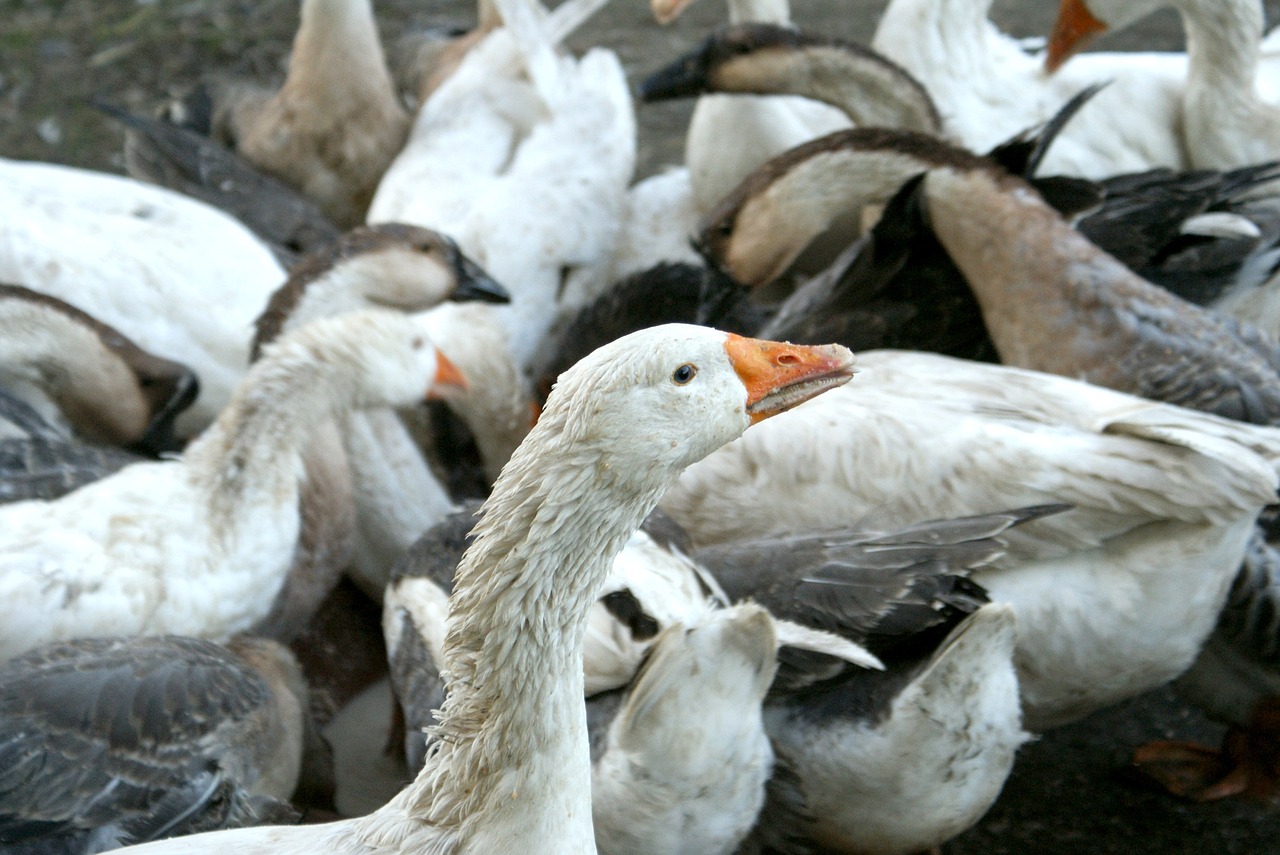 goose geese animals free photo
