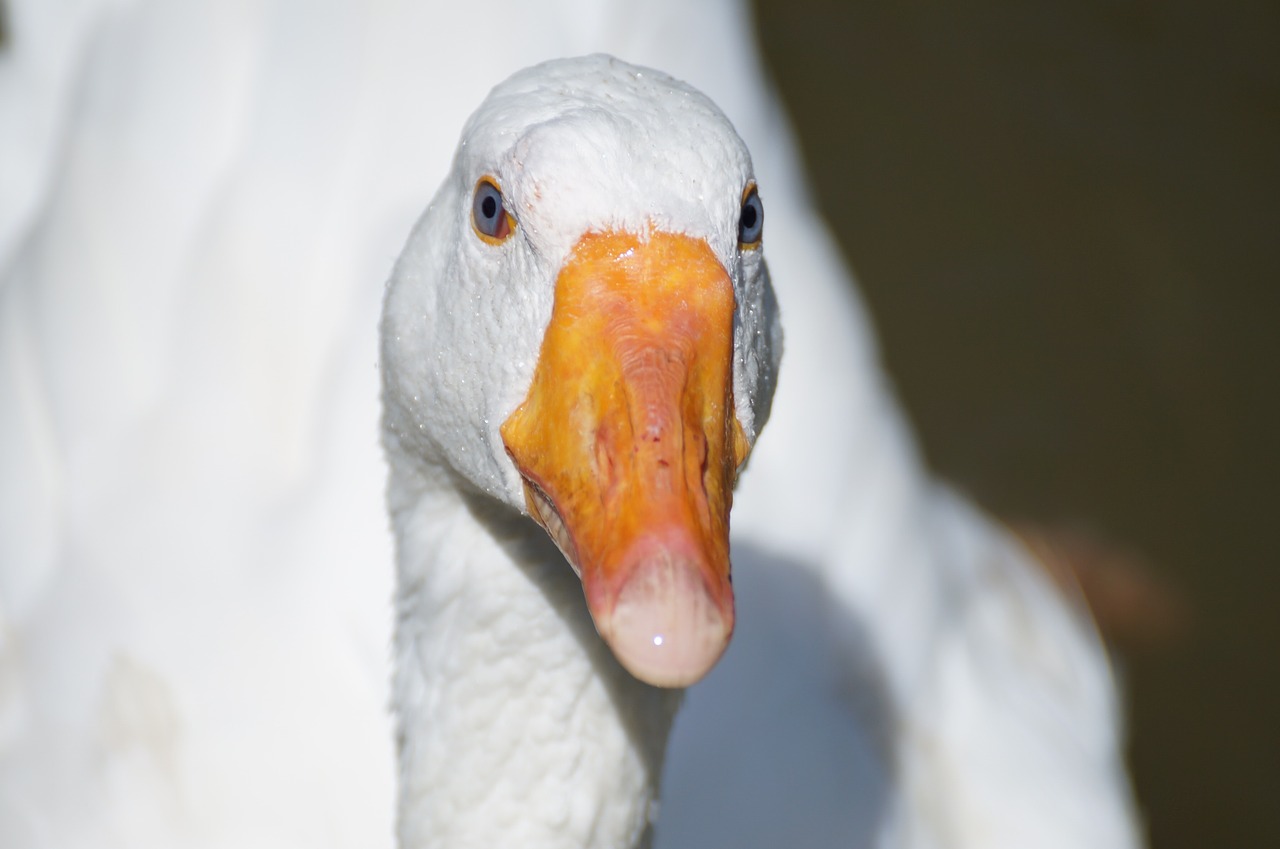 goose duck animal free photo