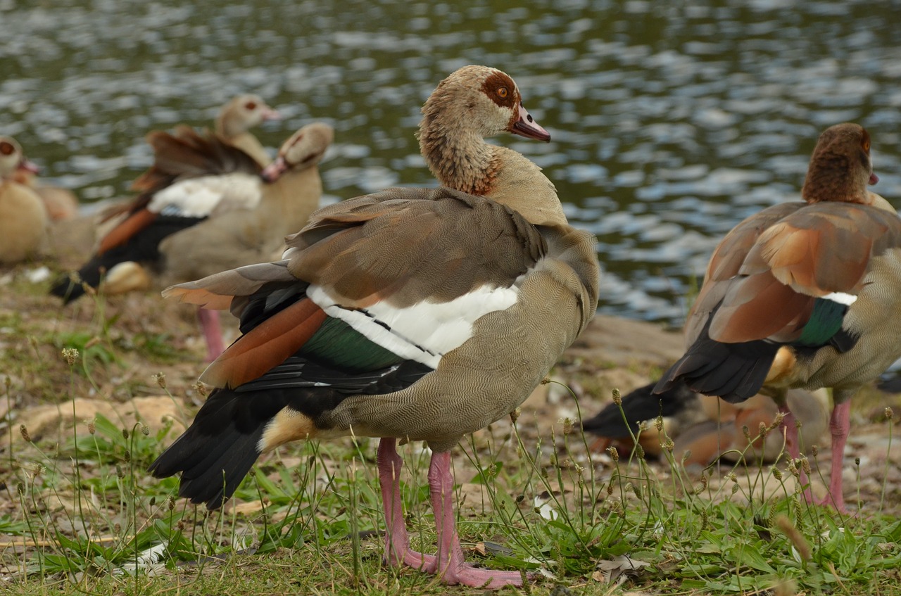 goose nile goose bird free photo