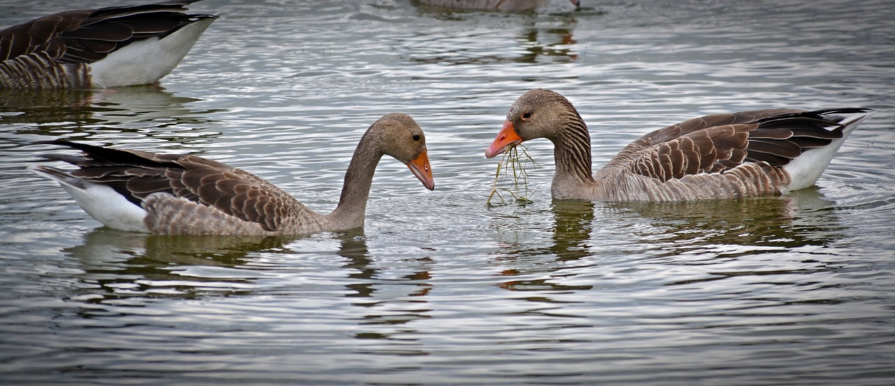 goose eat animal free photo