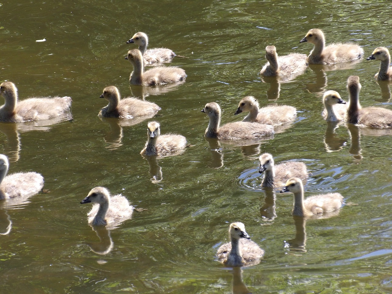 goslings geese pond free photo