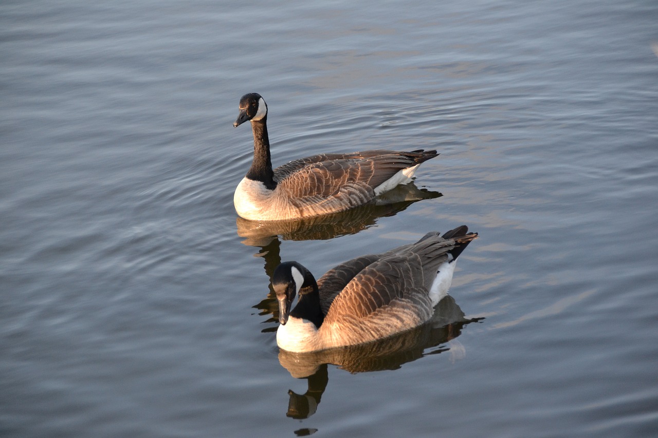 goose geese bird free photo