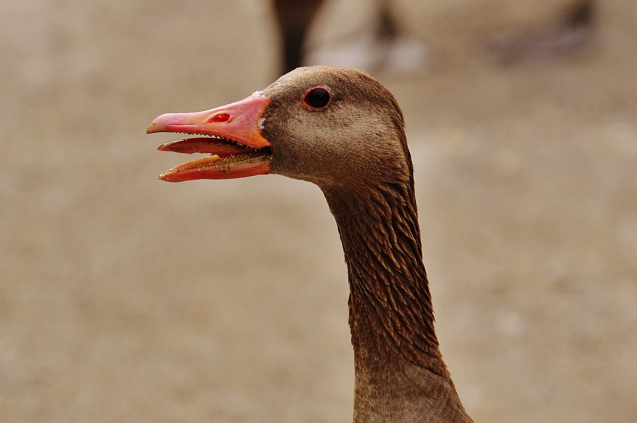 goose hiss bird free photo