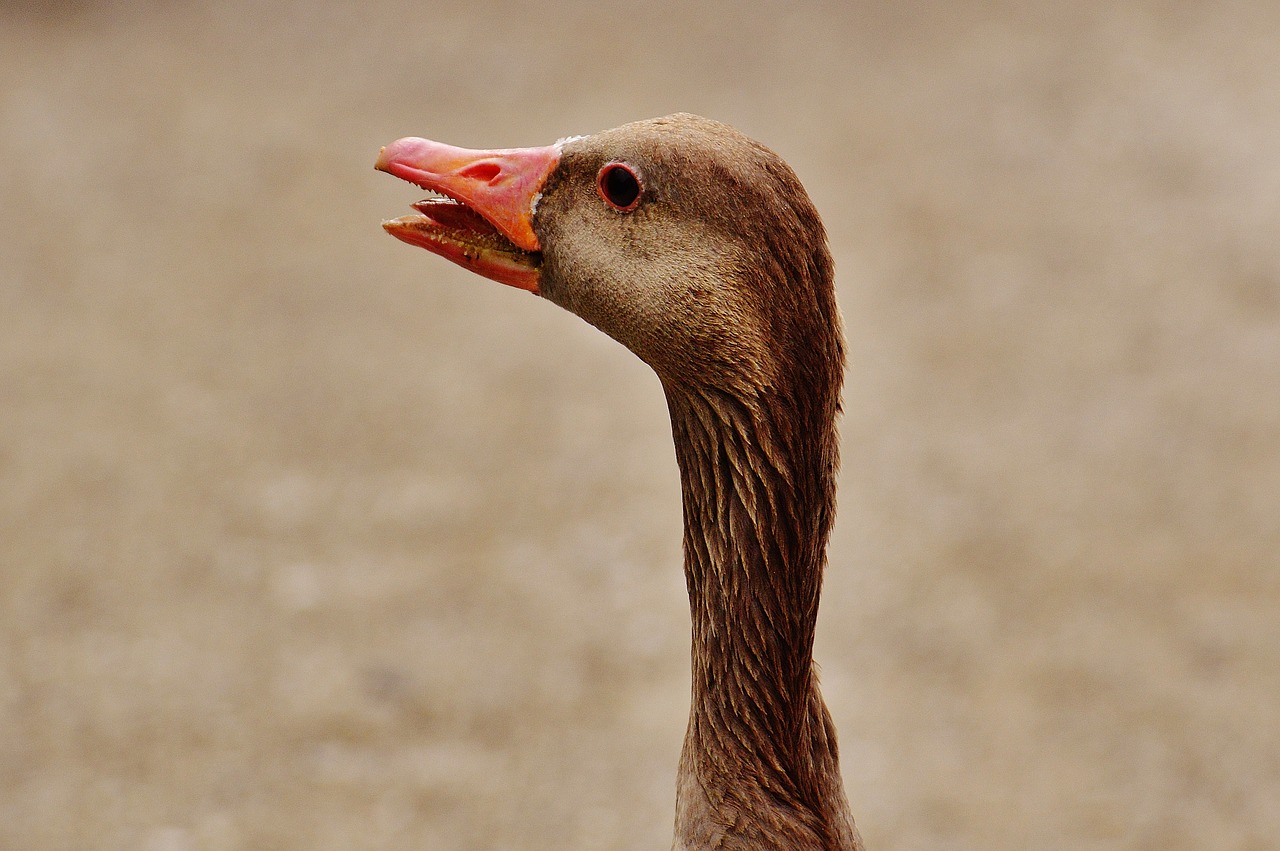 goose hiss bird free photo