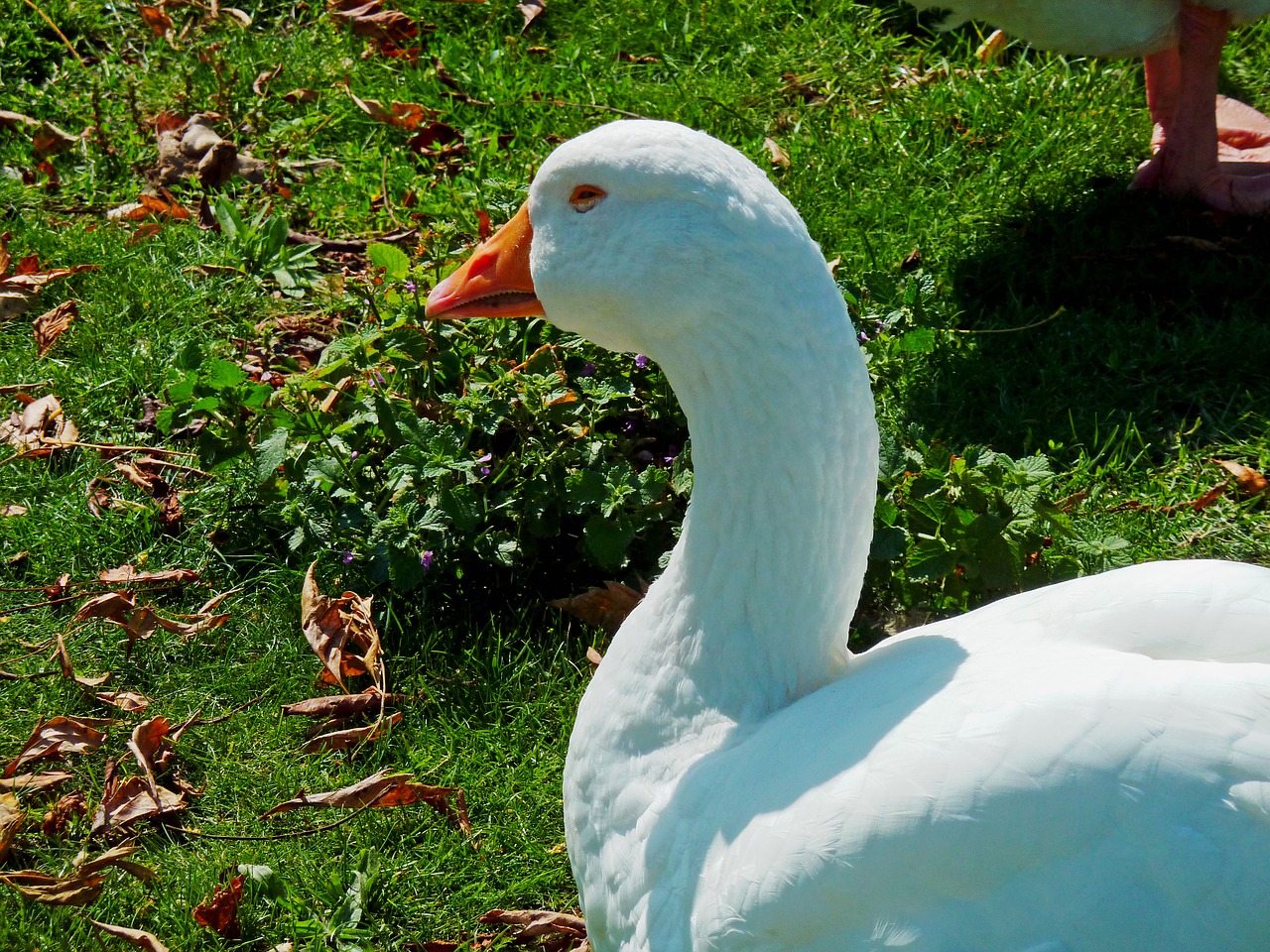 goose ganter poultry free photo