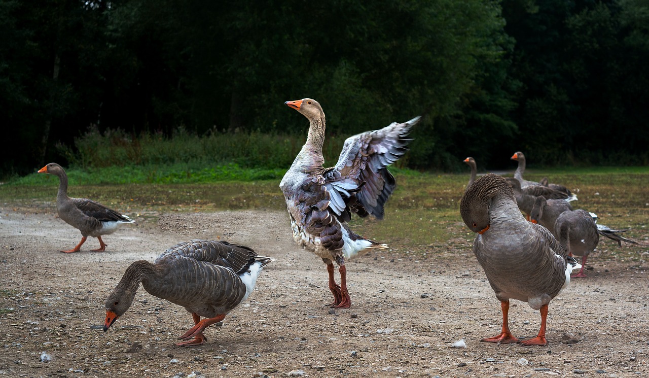 goose geese dancing free photo