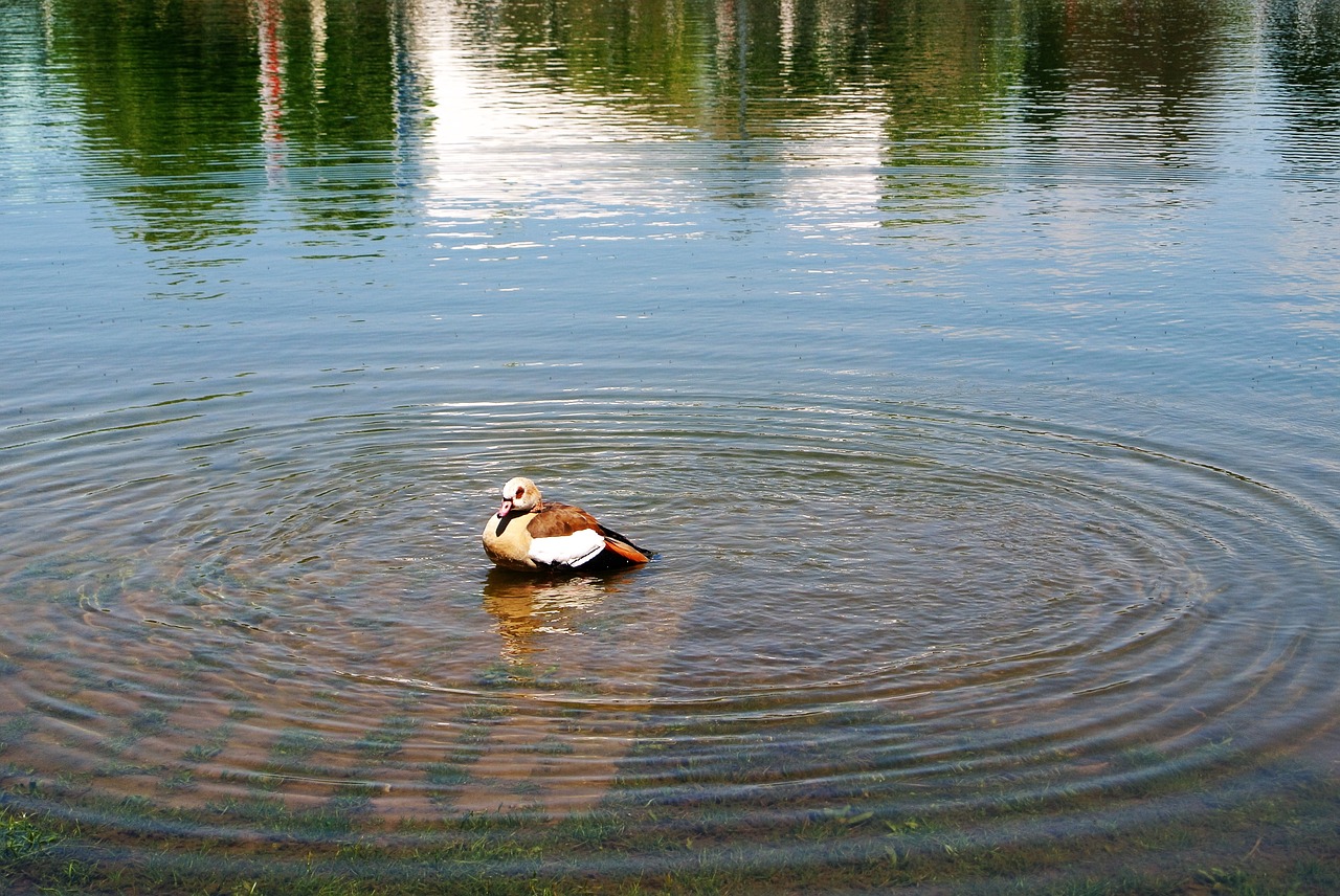 goose pond ripples free photo