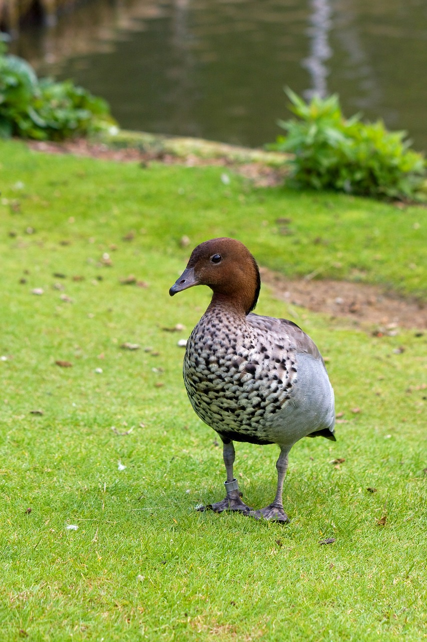 goose duck bird free photo