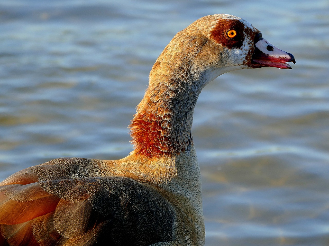 goose water bird bird free photo