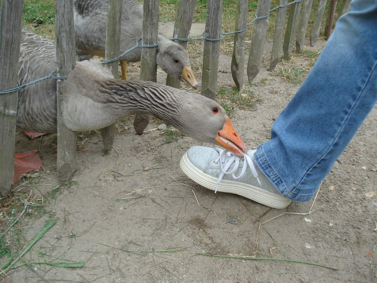 goose gander foot free photo