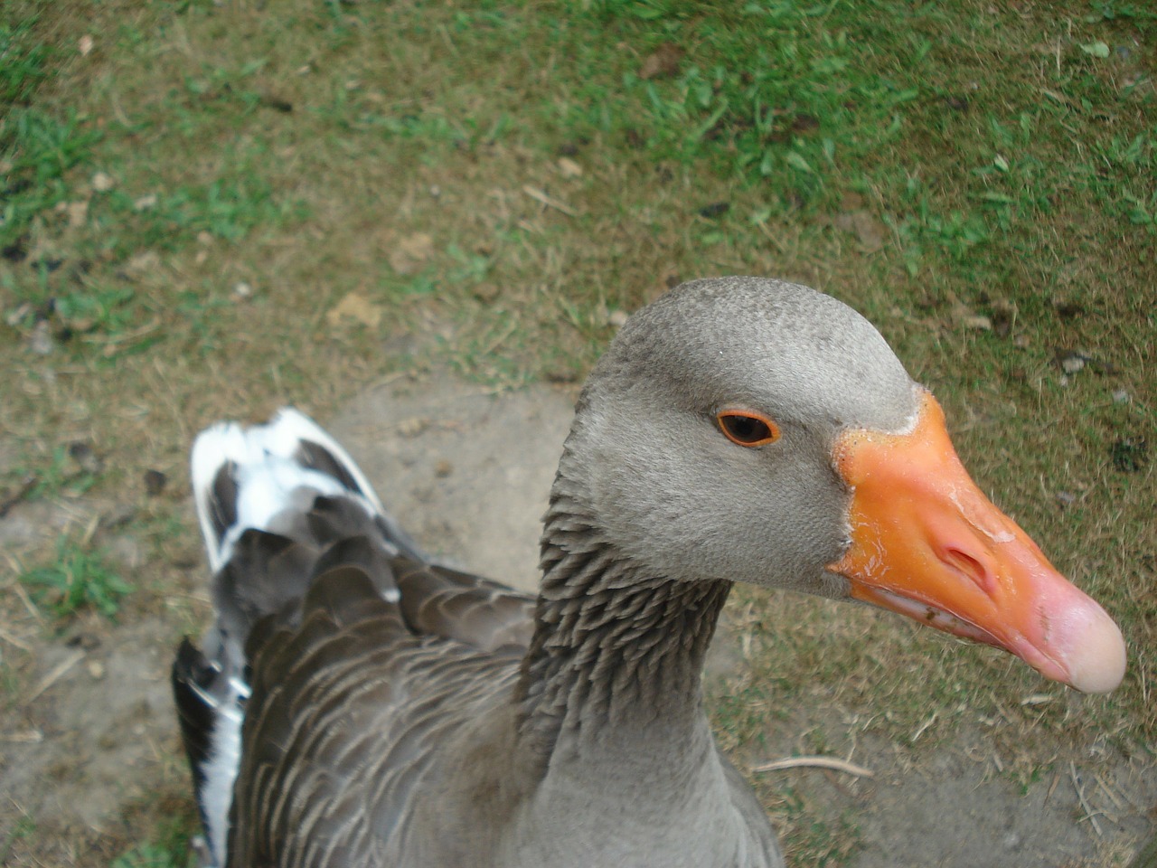 goose gander animals free photo