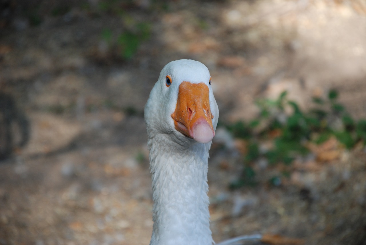 goose white bird free photo