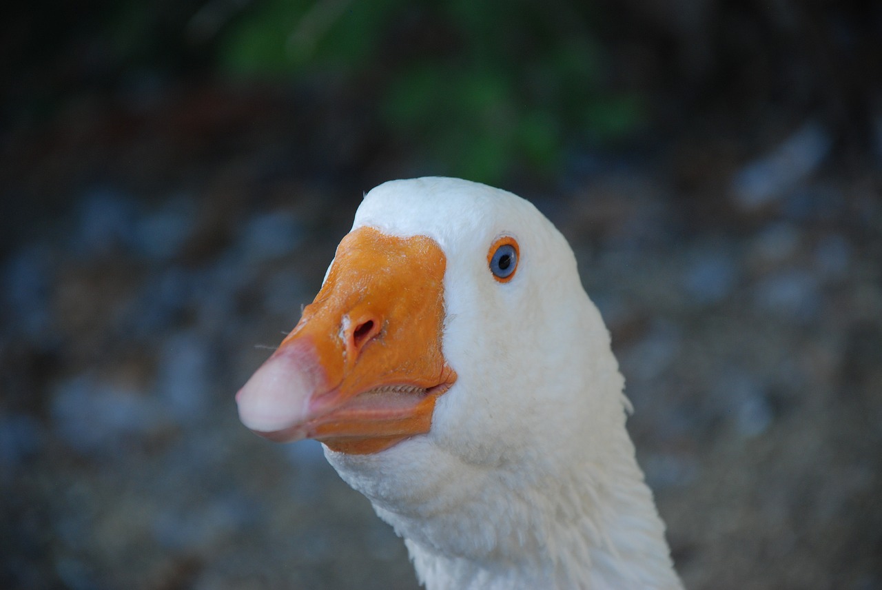 goose white bird free photo