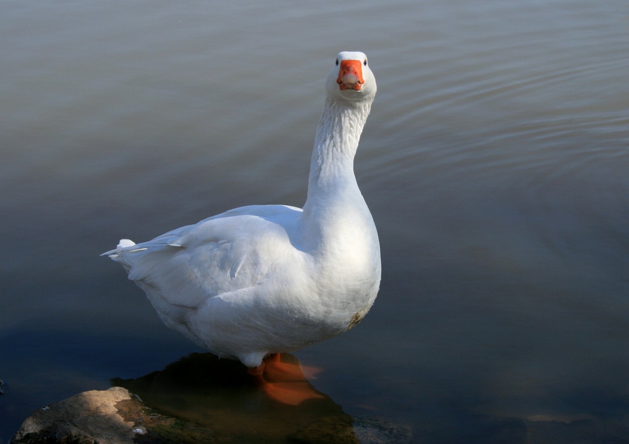 goose white goose water free photo