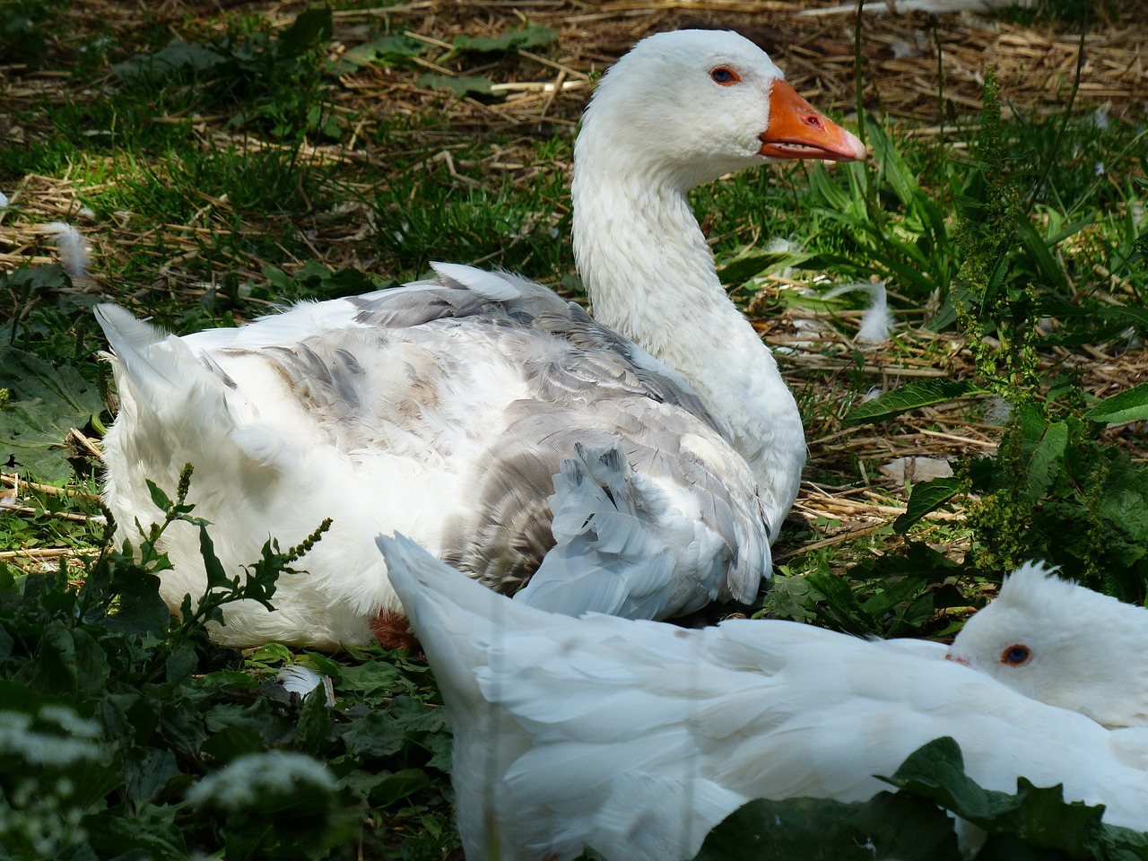 goose animal domestic goose free photo
