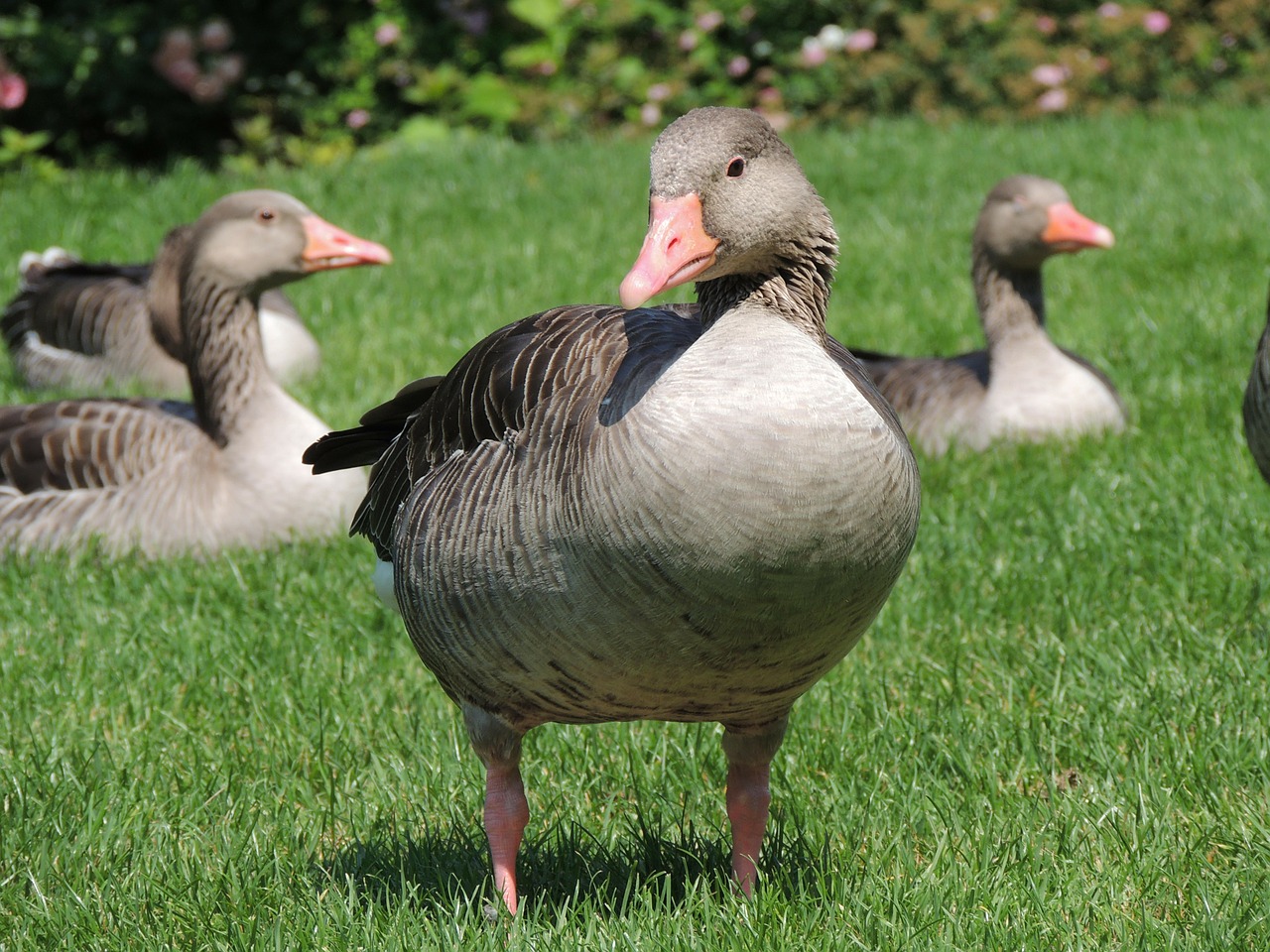 goose animal bird free photo