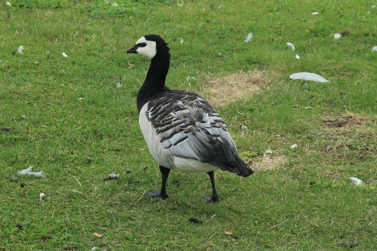goose white-faced free pictures free photo