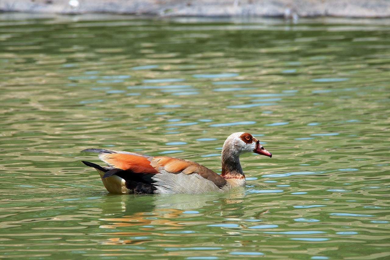 goose duck fowl free photo