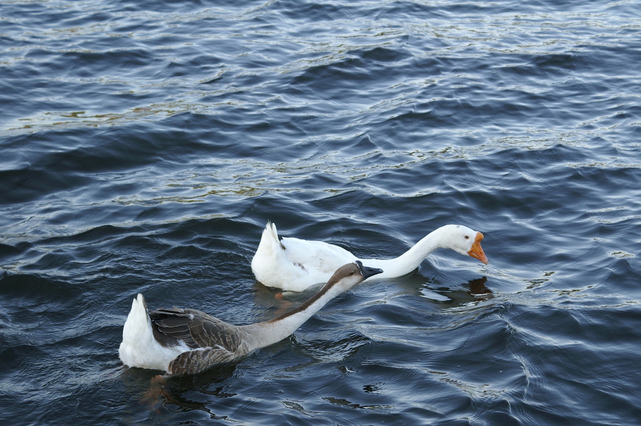 goose geese white free photo