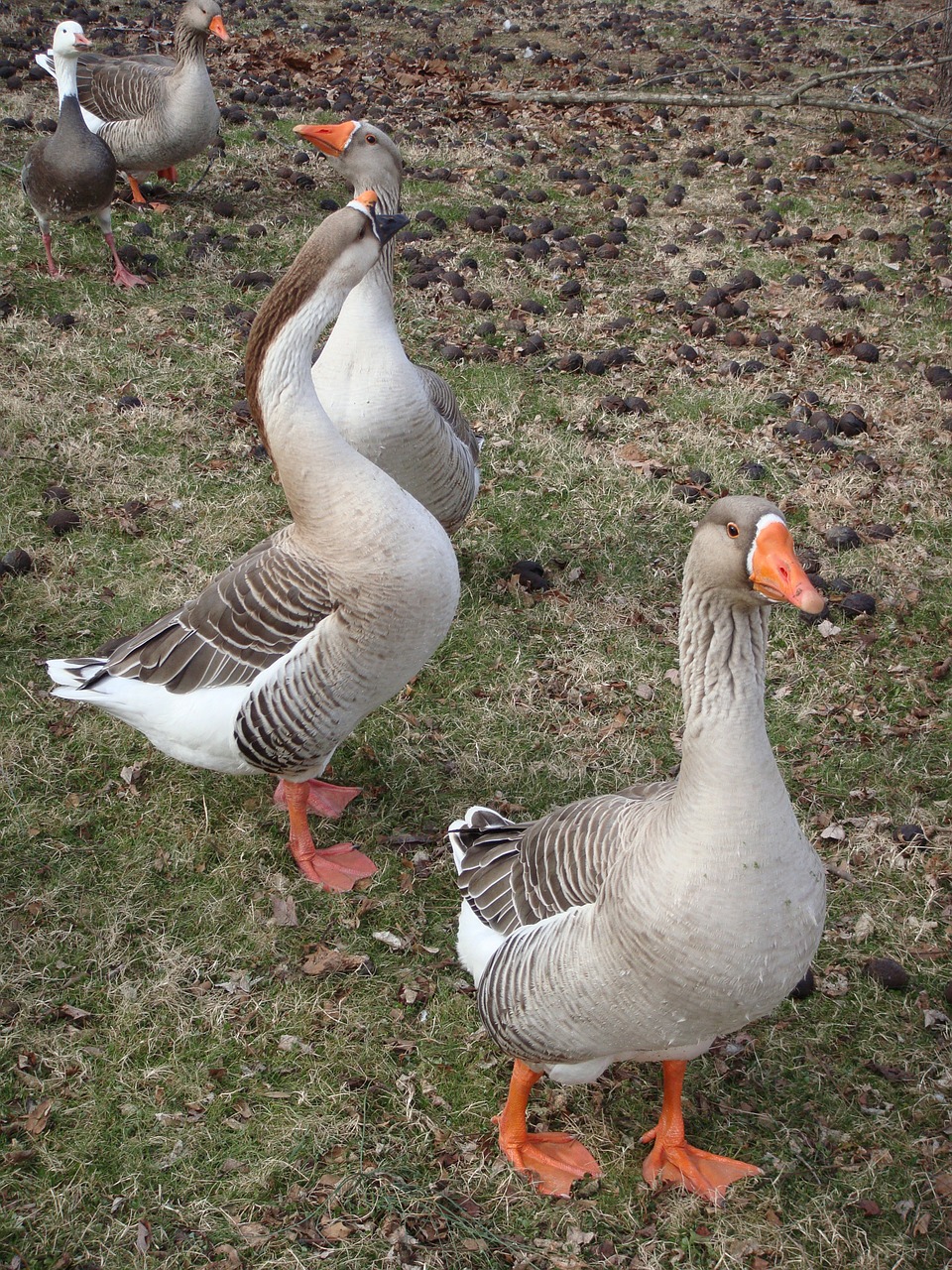 goose geese ducks free photo