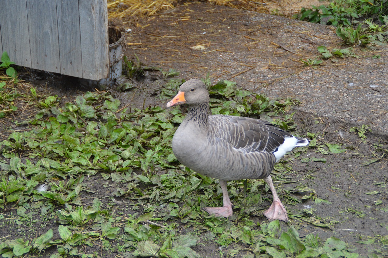 goose farm domestic goose free photo