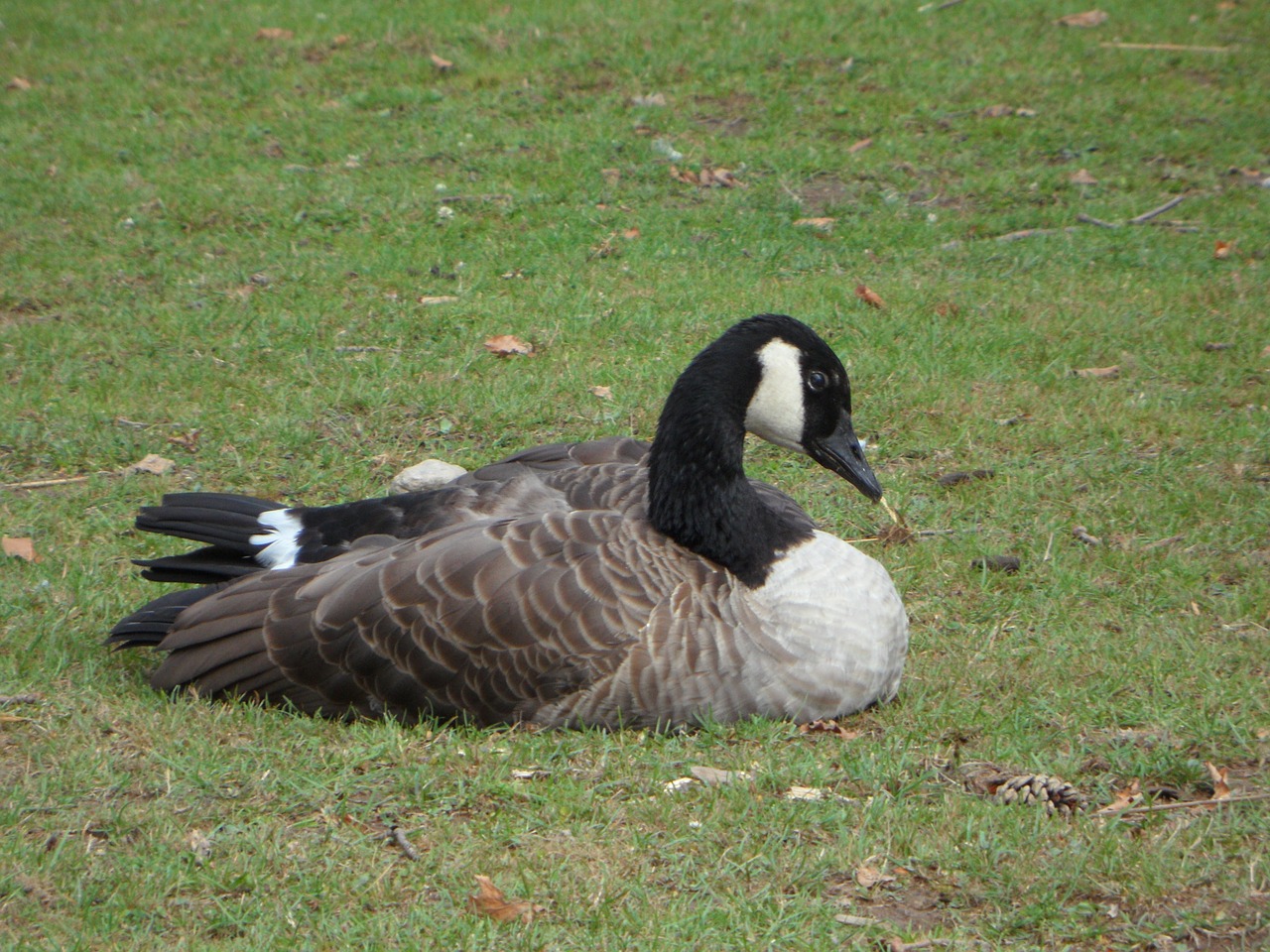 goose bird animal free photo