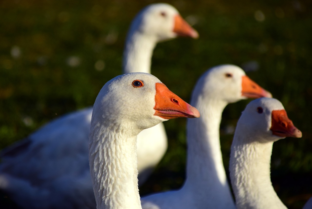 goose geese schaar domestic goose free photo