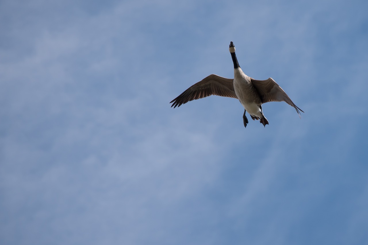 goose flying from the bottom free photo