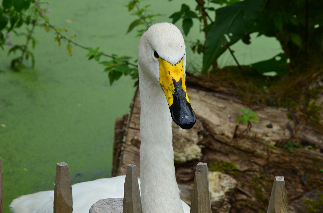 goose nature bird free photo