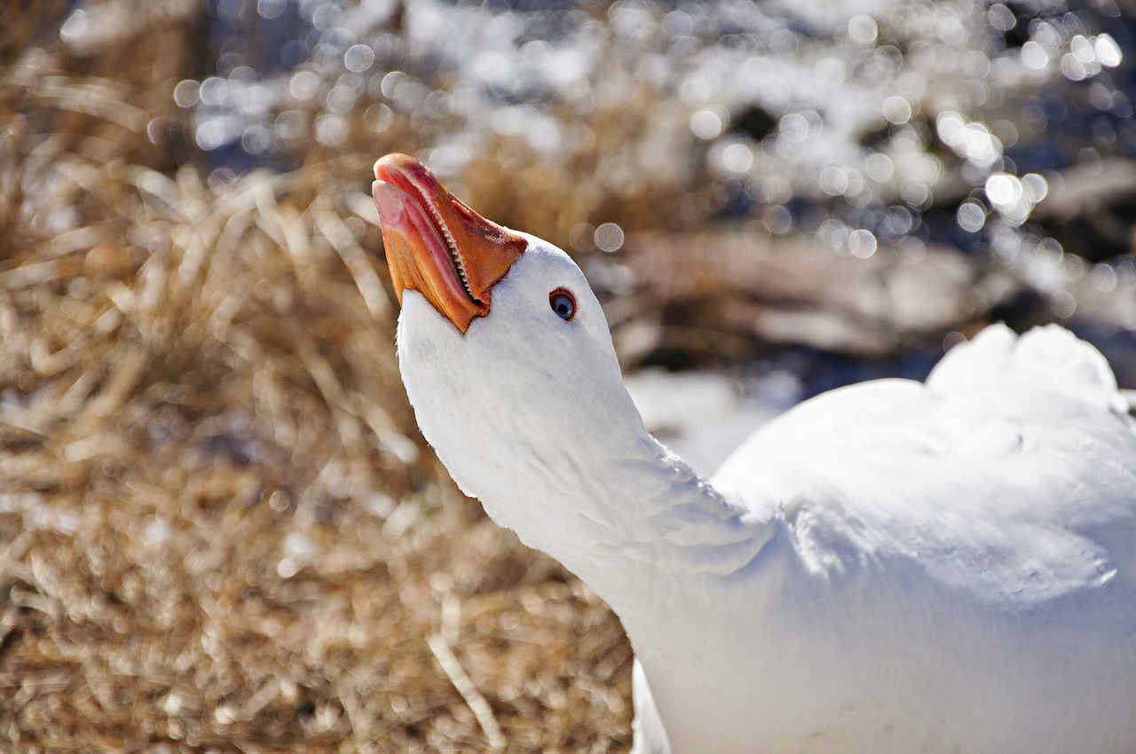 goose bird wildlife free photo